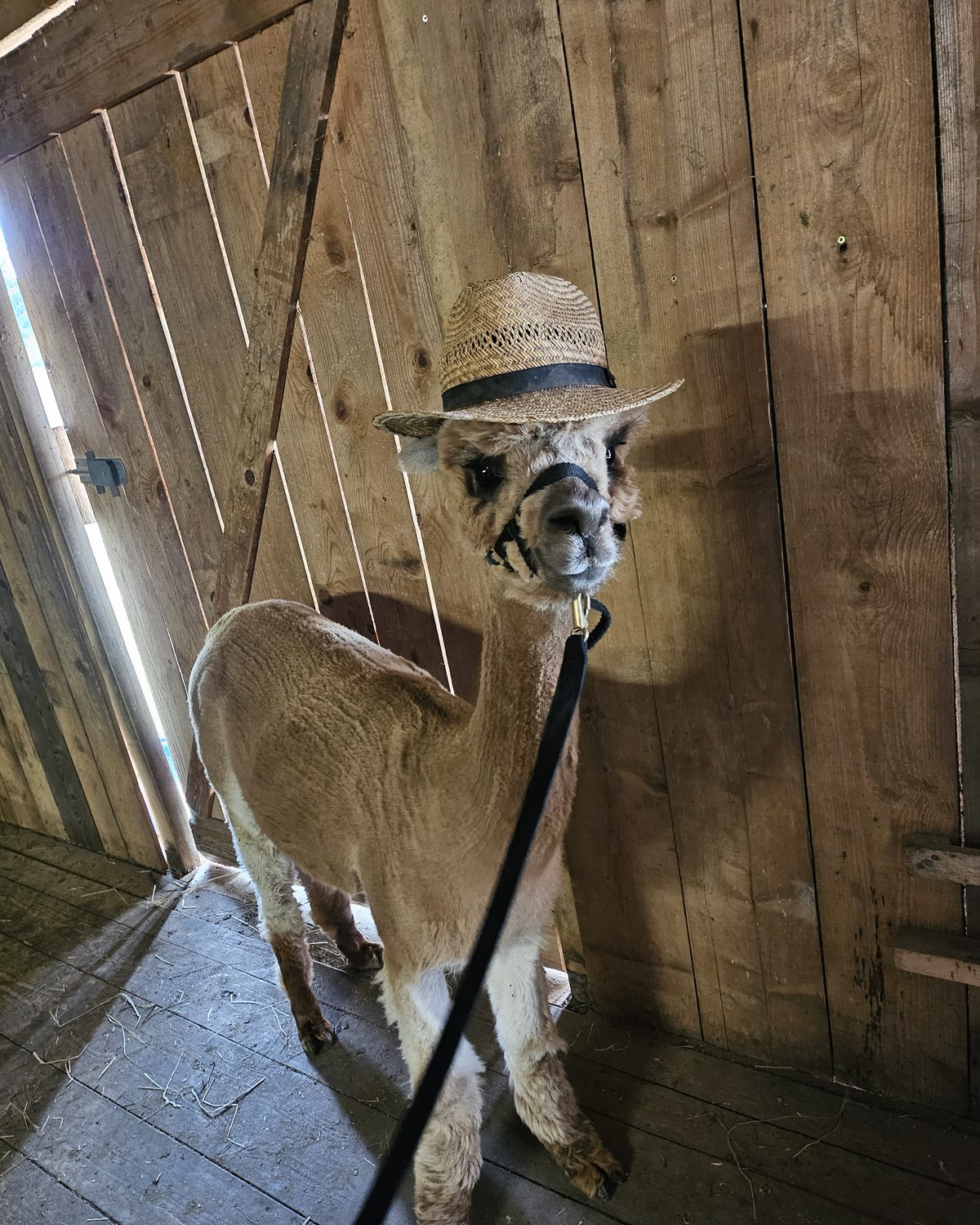Alpakastute Sally der Alpaka Farm Kilger mit einem Strohhut im Stall