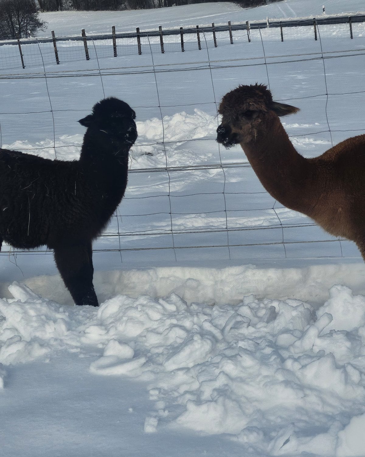 Alpakas Felix und Baltasar im Schnee auf der Winterweide in Rechertsried
