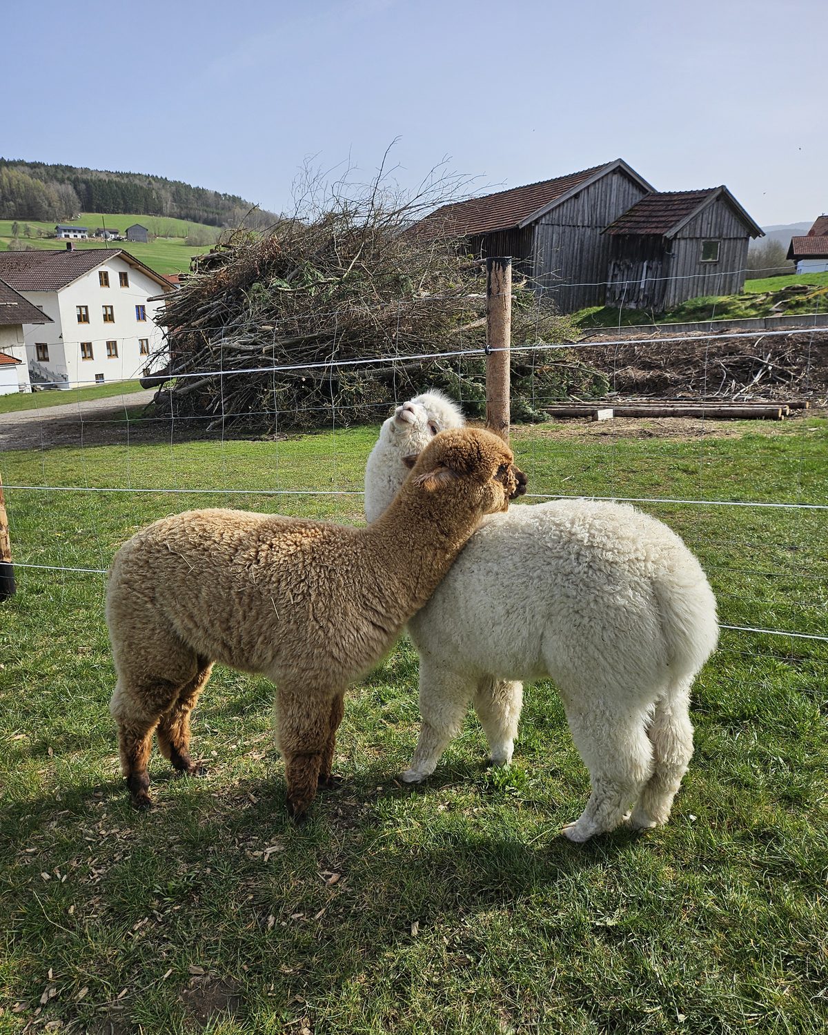 Zwei Alpakas auf der Weide der Alpaka Farm Kilger in Rechertsried bei Kollnburg