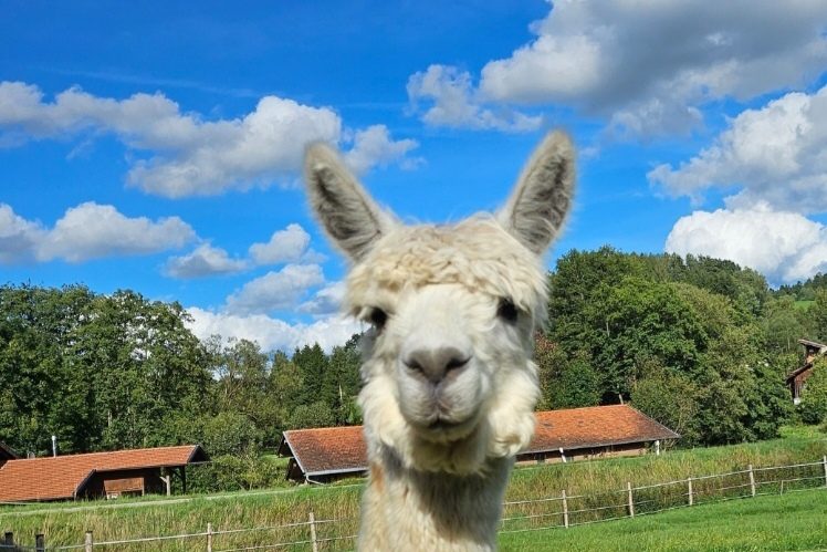 Alpakastute Layla der Alpaka Farm Kilger auf der Weide in Rechertsried