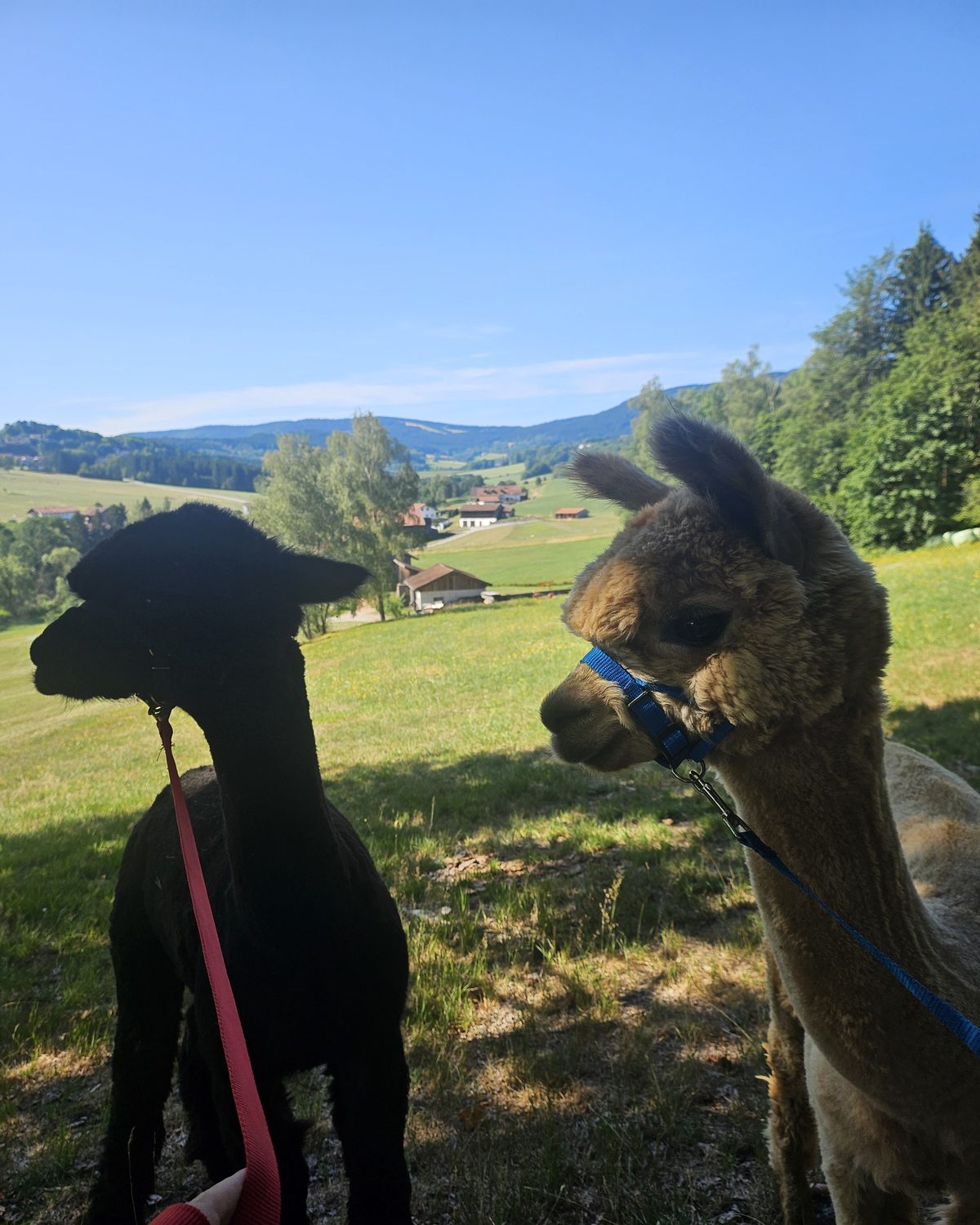 Alpakas Frodo und Baltasar bei der Alpakawanderung im Bayerischen Wald