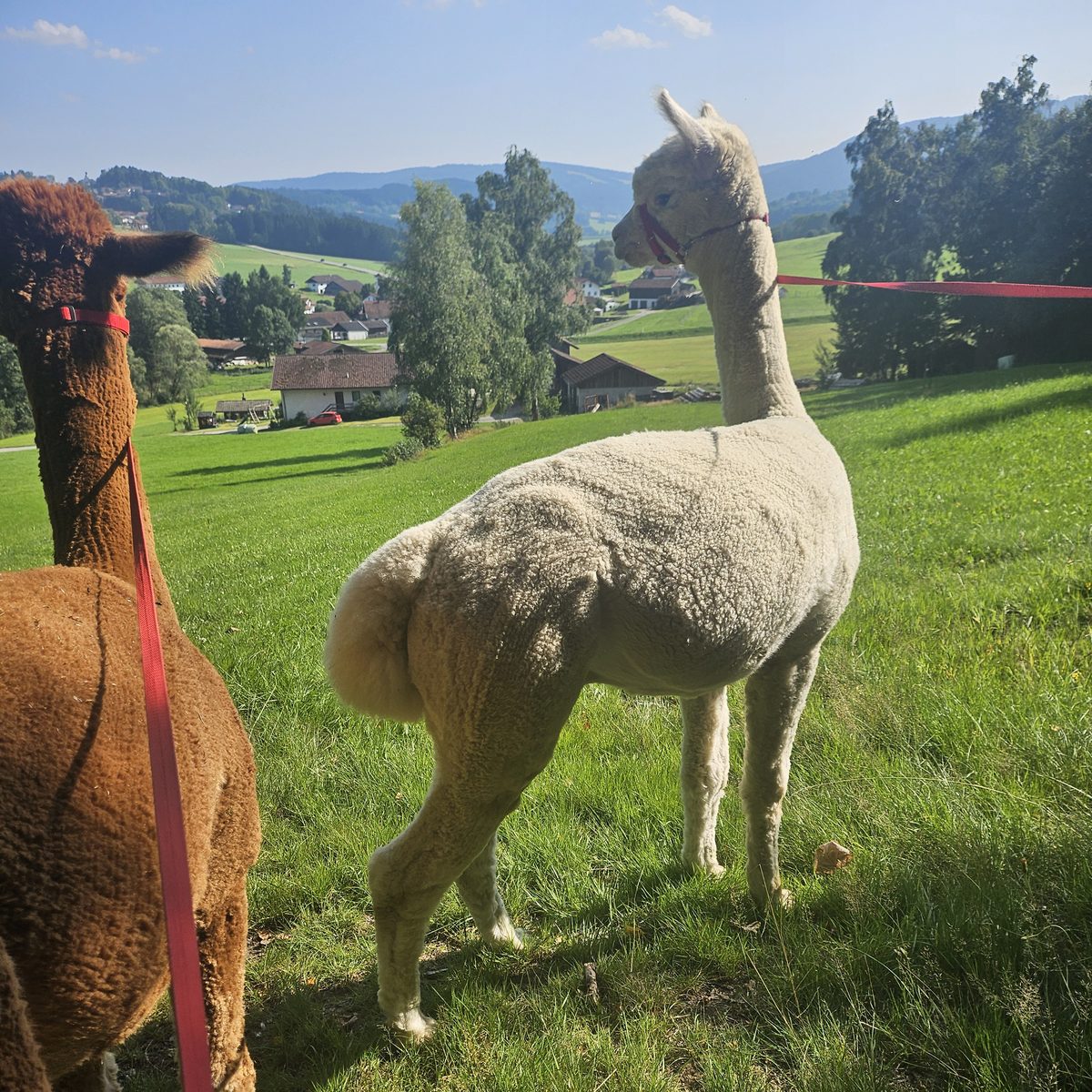 Alpakas auf der Wiese bei der Alpakawanderung in Kollnburg