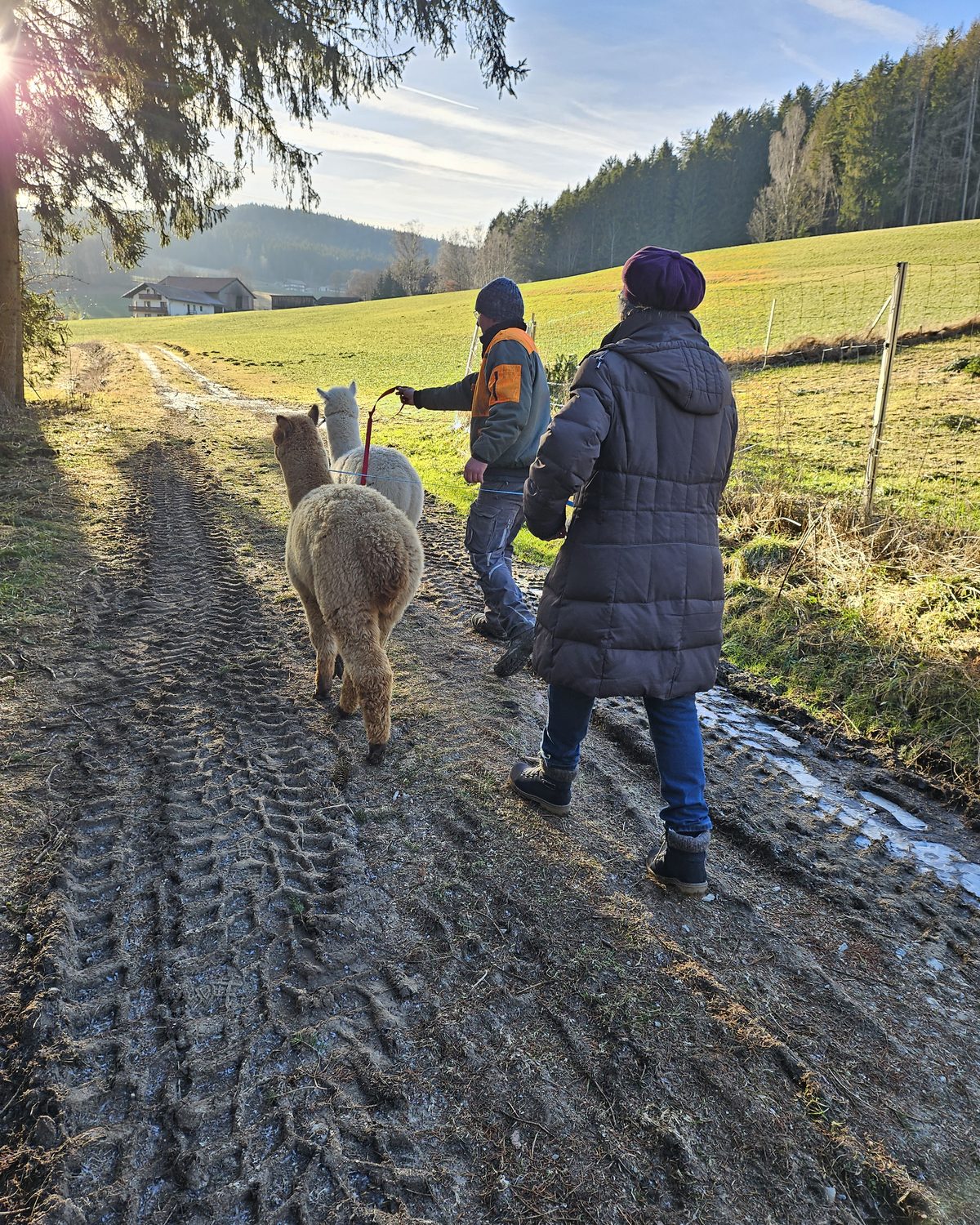 Winterliche Alpakawanderung auf dem Hofweg in Rechertsried bei Kollnburg