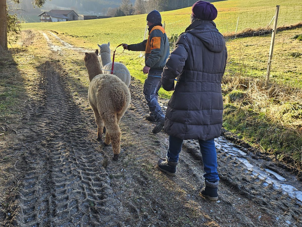 Alpakas der Alpaka Farm Kilger im Bayerischen Wald