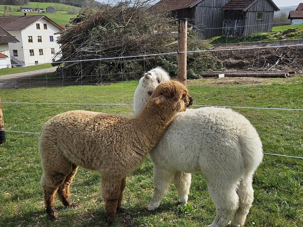 Zwei Alpakas auf der Weide der Alpaka Farm Kilger in Rechertsried