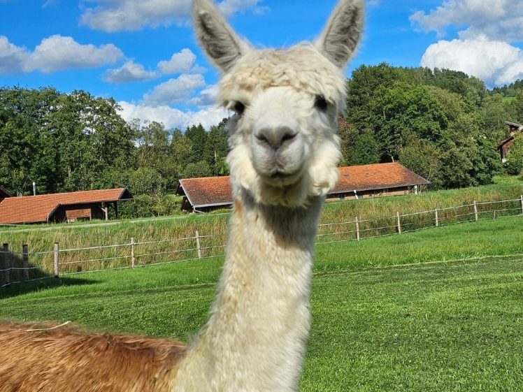 Alpakastute Layla der Alpaka Farm Kilger