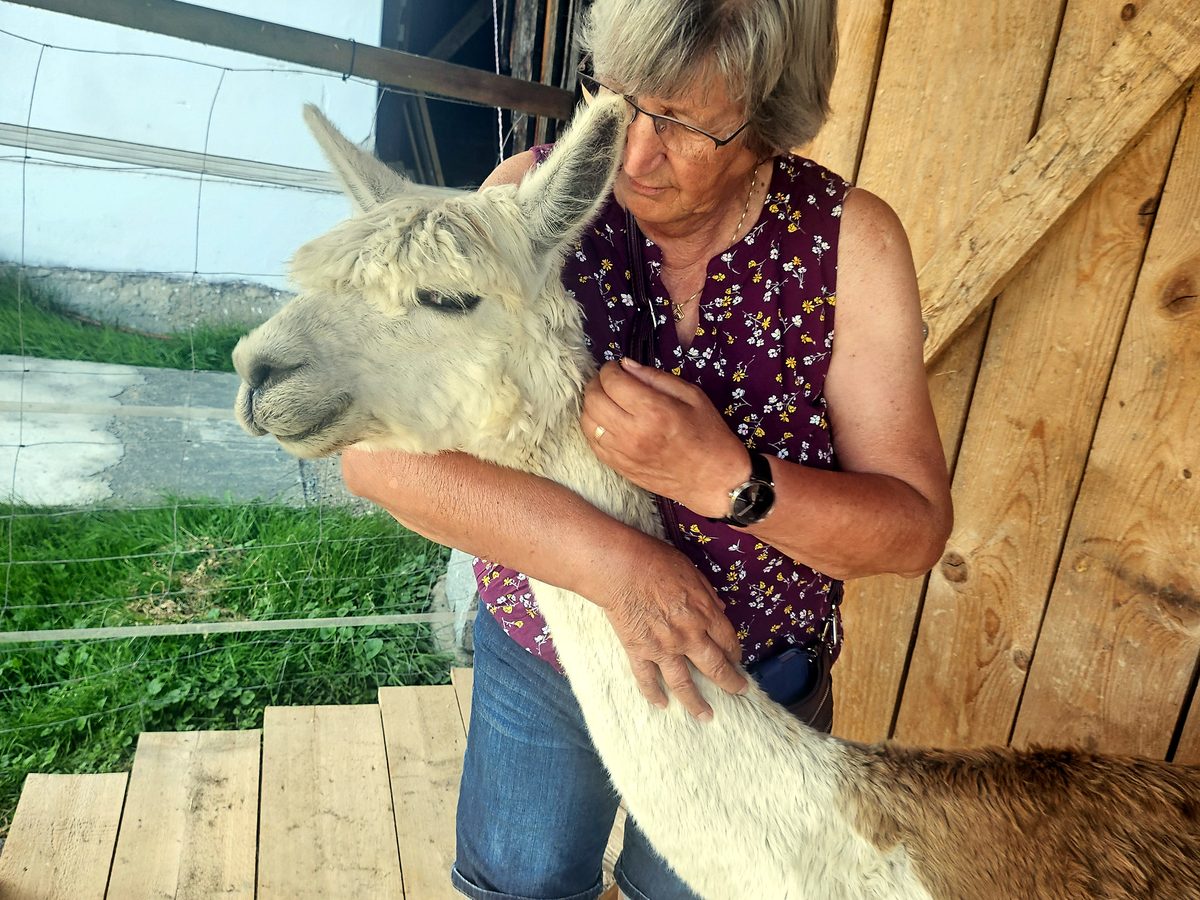 Gast beim Meet & Greet mit einem Alpaka der Alpaka Farm Kilger