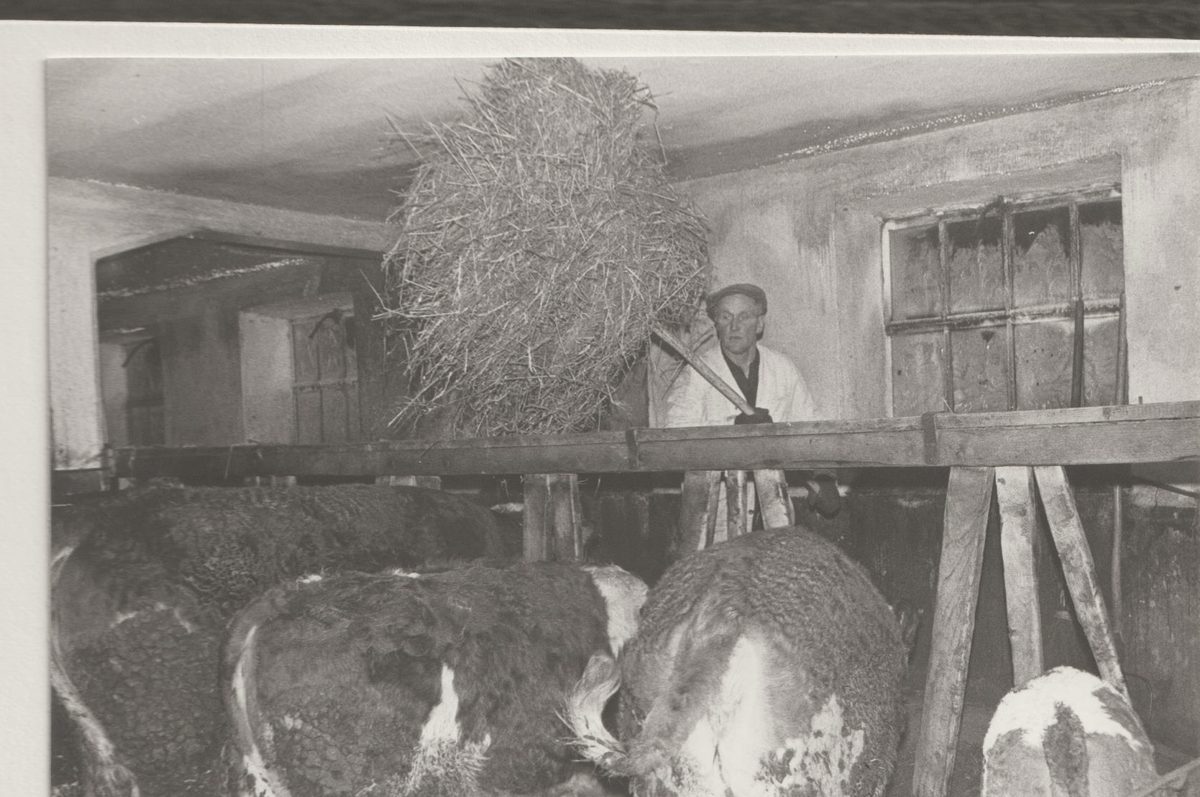Historische Aufnahme: Heu einbringen im früheren Kuhstall der Familie Kilger