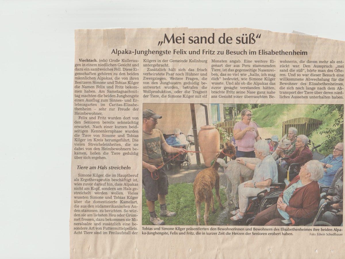 Zeitungsartikel &uuml;ber den Besuch der Alpakas Felix und Fritz im Elisabethenheim
