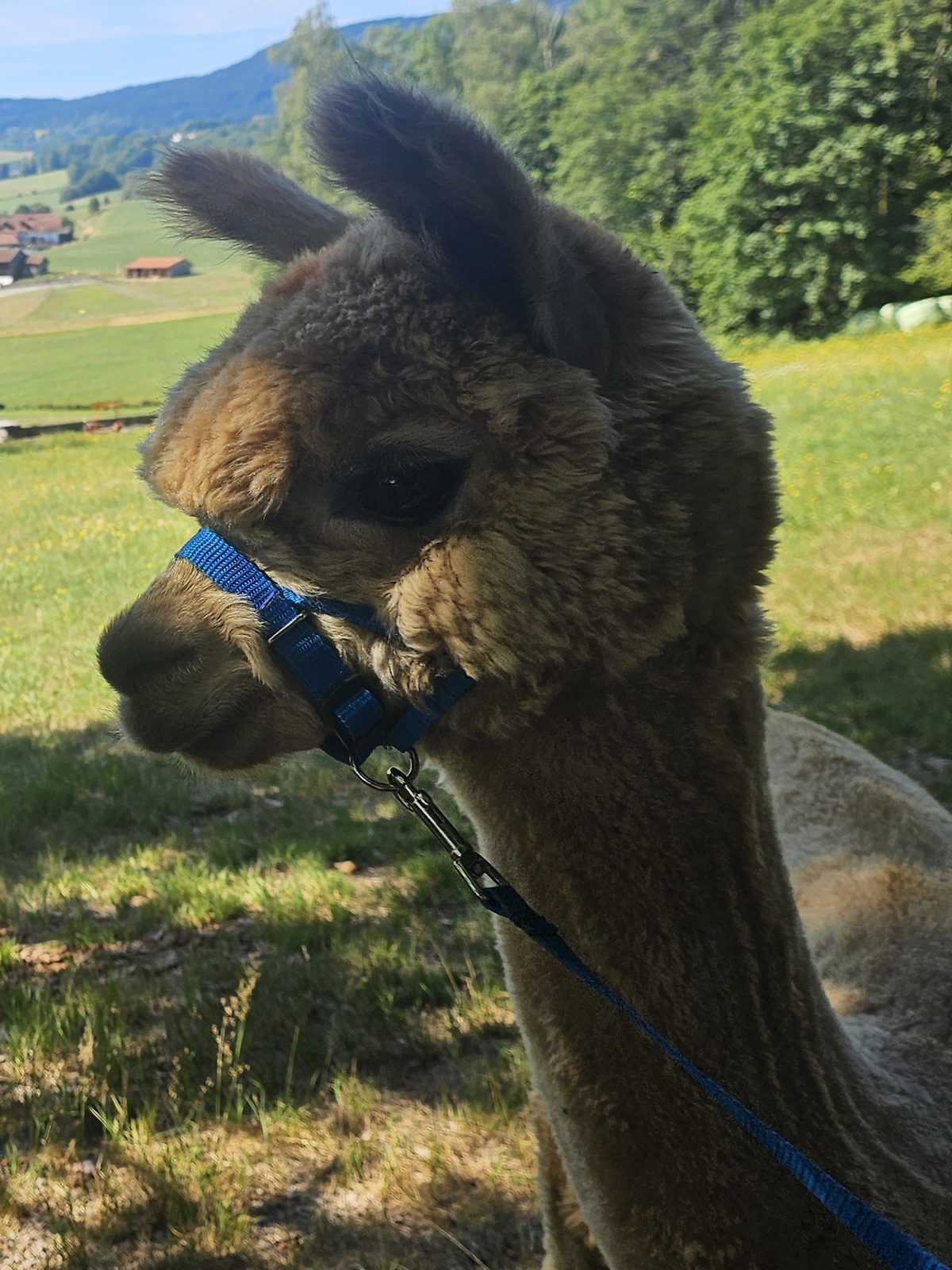 Alpaka Frodo der Alpaka Farm Kilger bei einer Wanderung im Bayerischen Wald