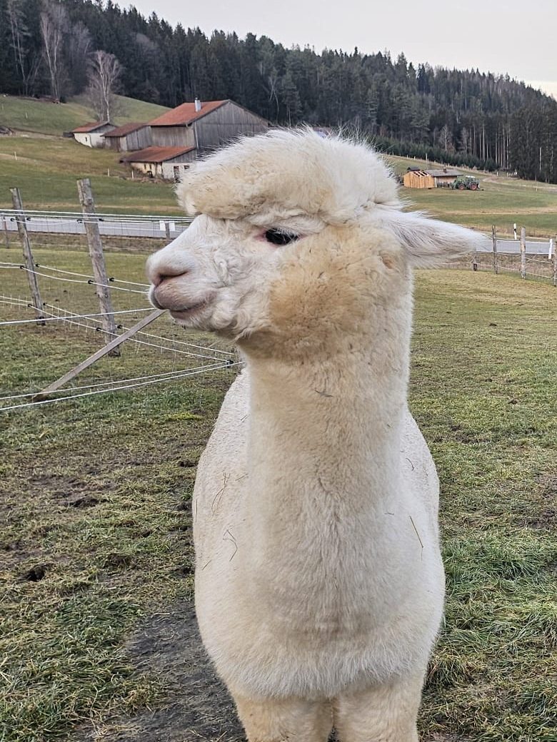 Alpaka Fritz der Alpaka Farm Kilger auf der Winterweide in Rechertsried
