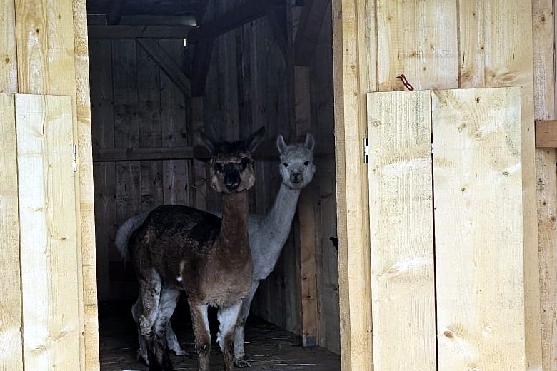 Die Zuchtstuten Mirabell und Bellavista beziehen ihren Stall auf der Alpaka Farm Kilger